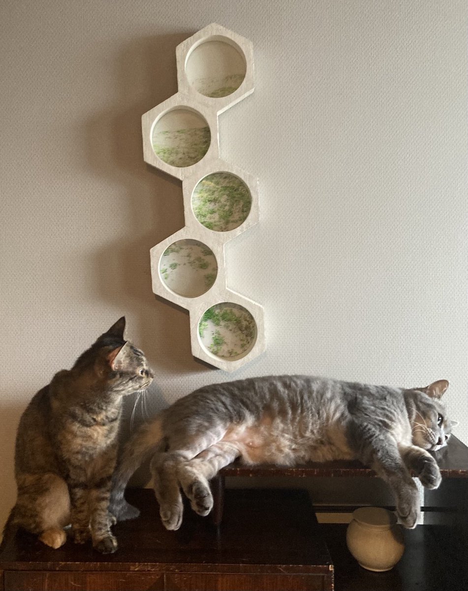 kjmrnk's tweet photo. #ハープとタンバリンのいる生活
#猫のいる暮らし
#catlife https://t.co/bFZQaWNnhH