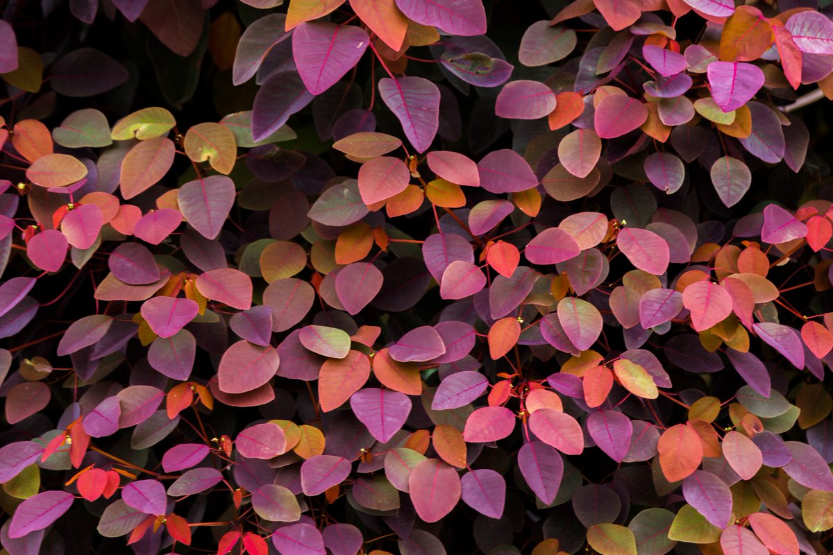 Colorful leaves in nature 🫶💐 #photo