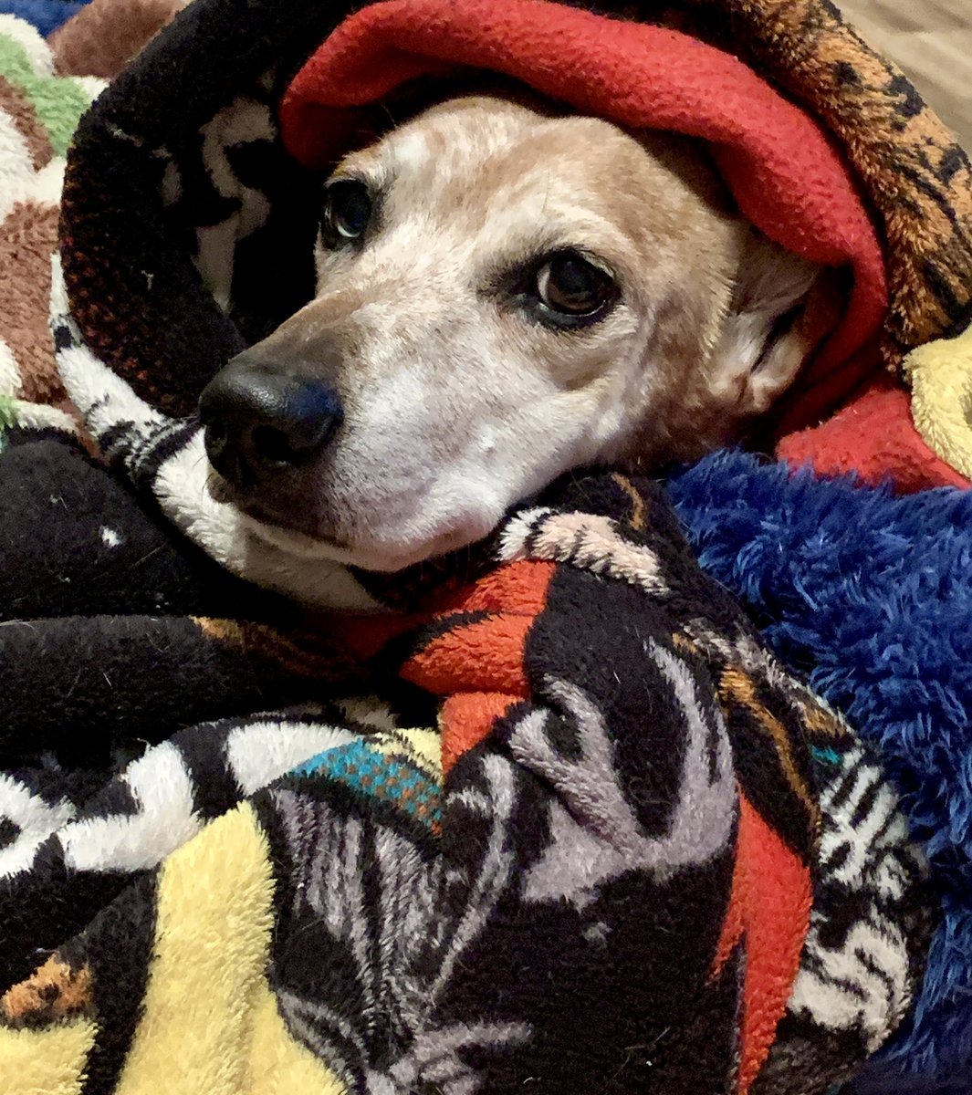 Bobby Hill 🐄 tweet media