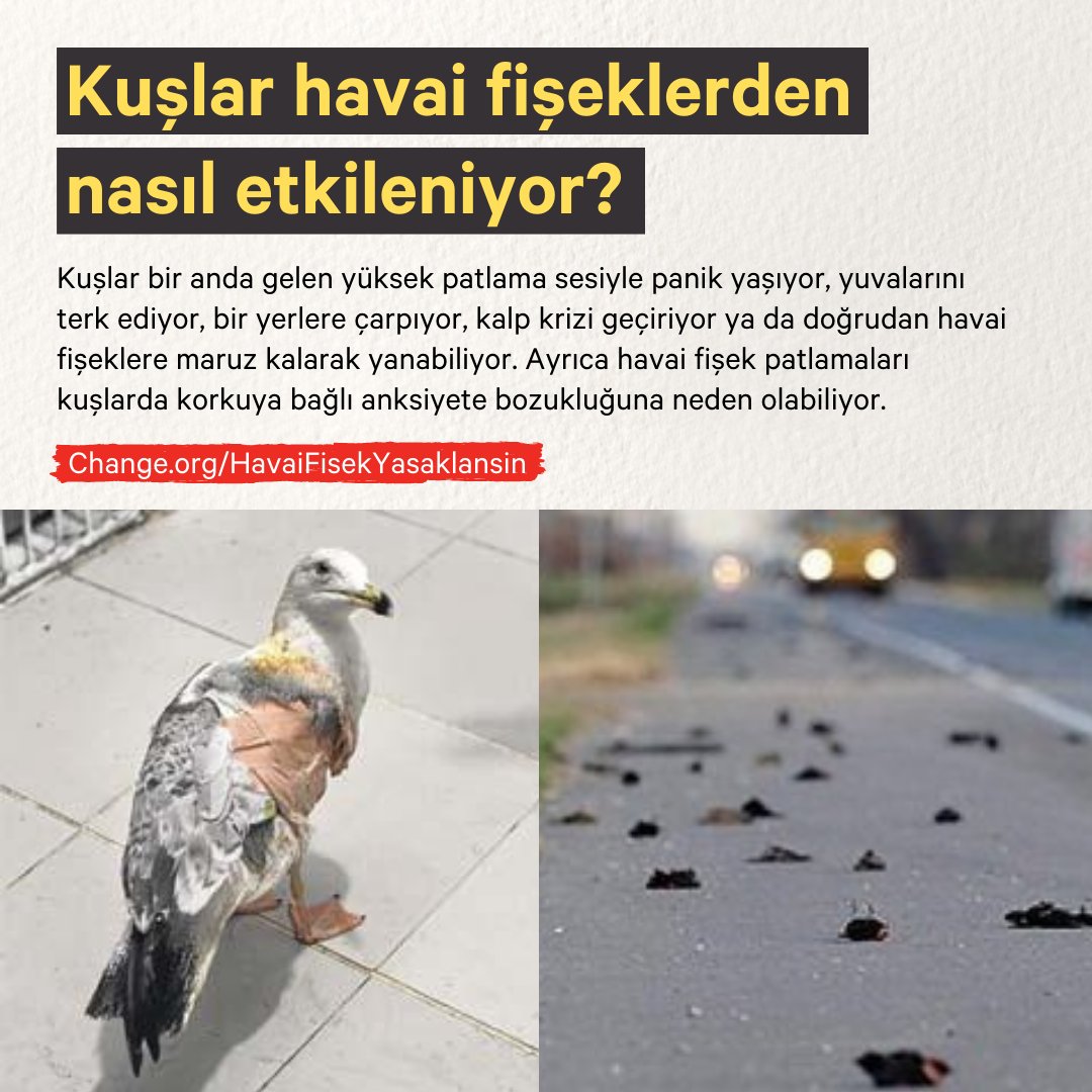 Yeni yıla havai fişeksiz girelim! 

Havai fişeklerin en çok kullanıldığı etkinlik Yılbaşı kutlamaları. 

"Başka bir canlıya zarar veren şey eğlence olamaz" diyen <a href="/SimurgKusYuvasi/">Simurg Kuş Yuvası Derneği</a> havai fişeklerin yasaklanması için kampanya yürütüyor. 
✍️ chng.it/GFMTKNG6