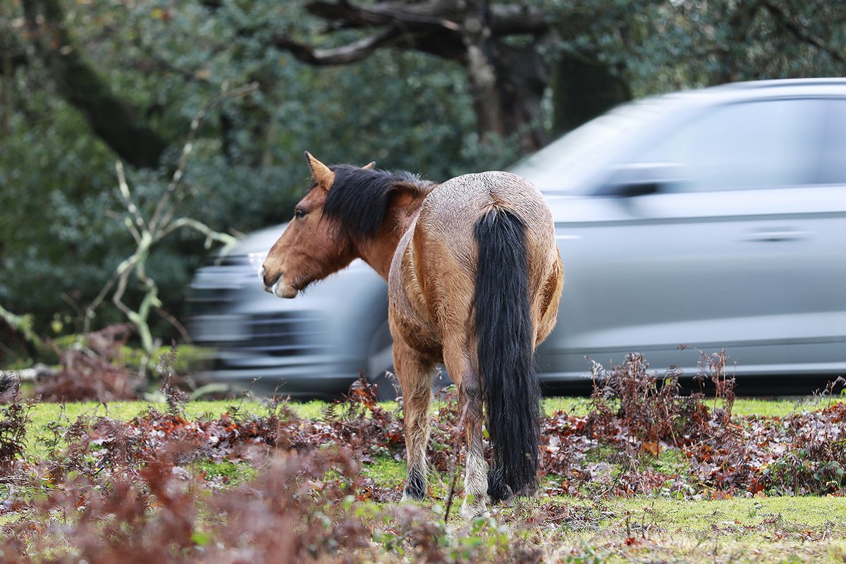 The New Forest - Forestry England tweet media