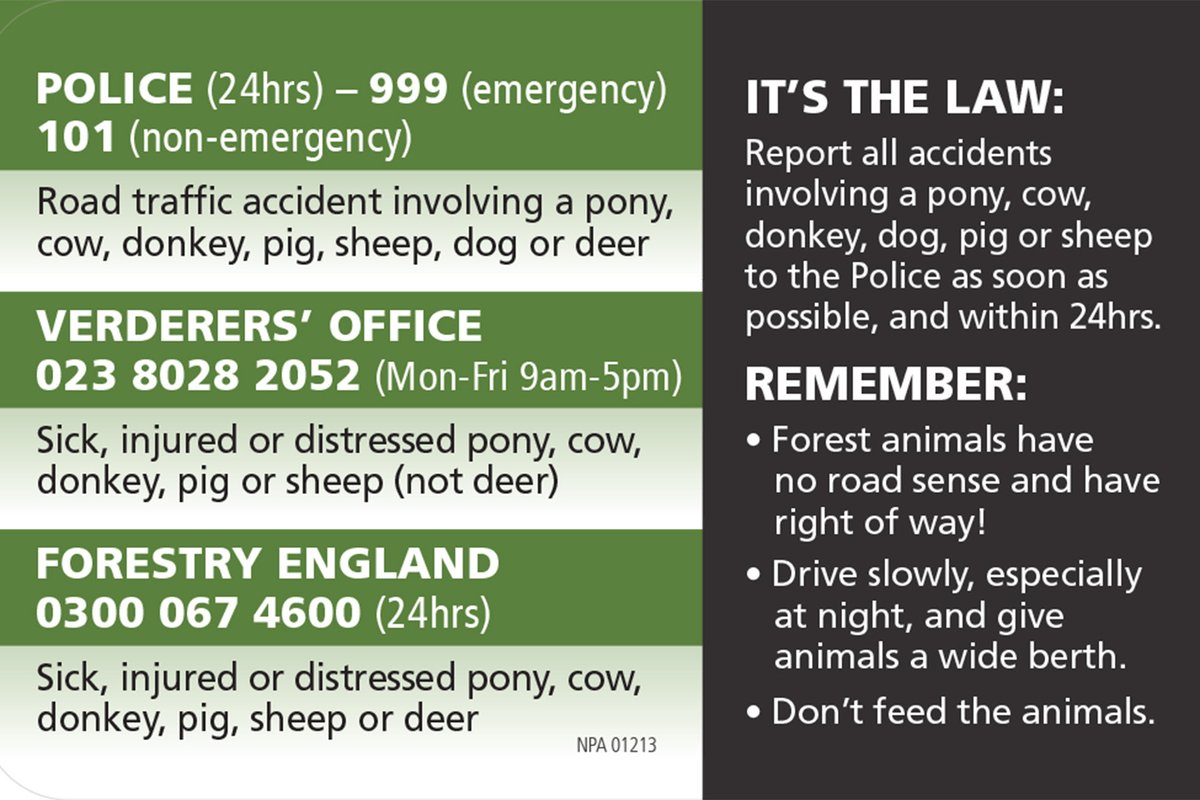 The New Forest - Forestry England tweet media