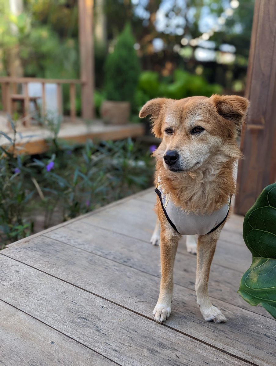 Antoine 🇨🇦 tweet media