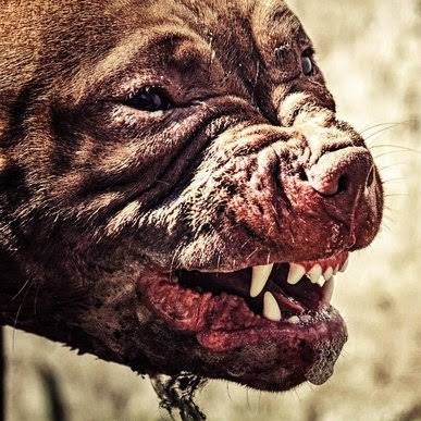 TheTruthPanther's tweet photo. A pitbull mauled and killed Andrias Gemfunga Ngema (56) In northern KZN, Empangeni on December 16, his body was discovered next to the road. Since nobody in the household is employed, his family is requesting help burying him. https://t.co/bcqgST2ix1