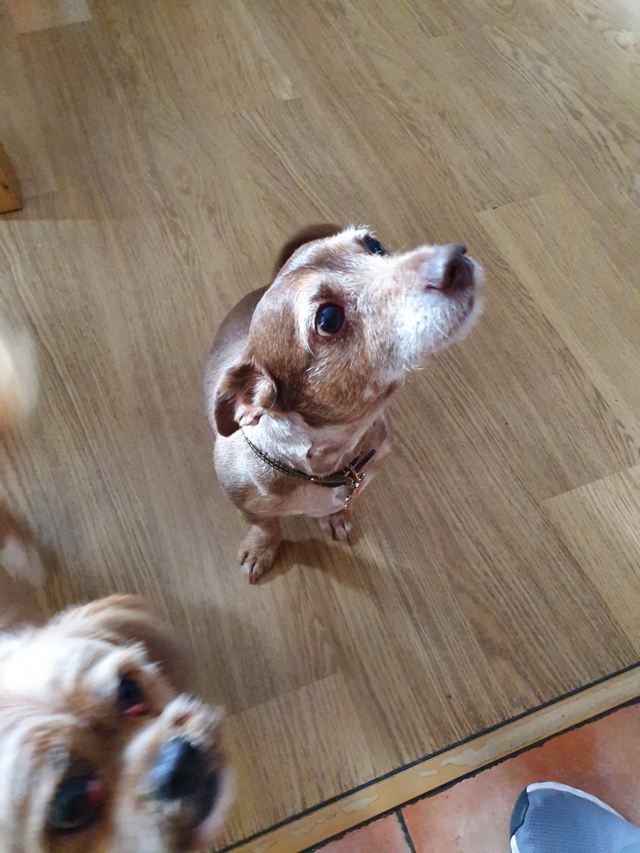 PrideKathryn's tweet photo. @bunsenbernerbmd Alfie our 15 year old jackchi x https://t.co/SlTkayMET0