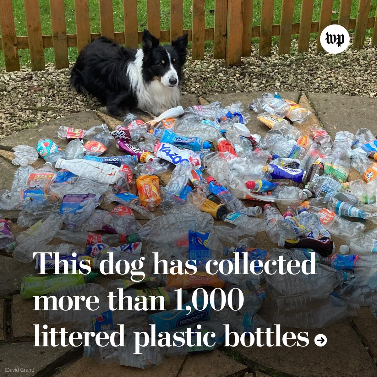 washingtonpost's tweet photo. Yvonne Faulkner-Grant and her husband, David Grant, noticed something unusual about their dog Scruff last year while they would walk.

The 13-year-old border collie started picking up discarded plastic bottles in fields, parks and streets around town. https://t.co/7tE7gMhWnf https://t.co/Wwhqce7kIj