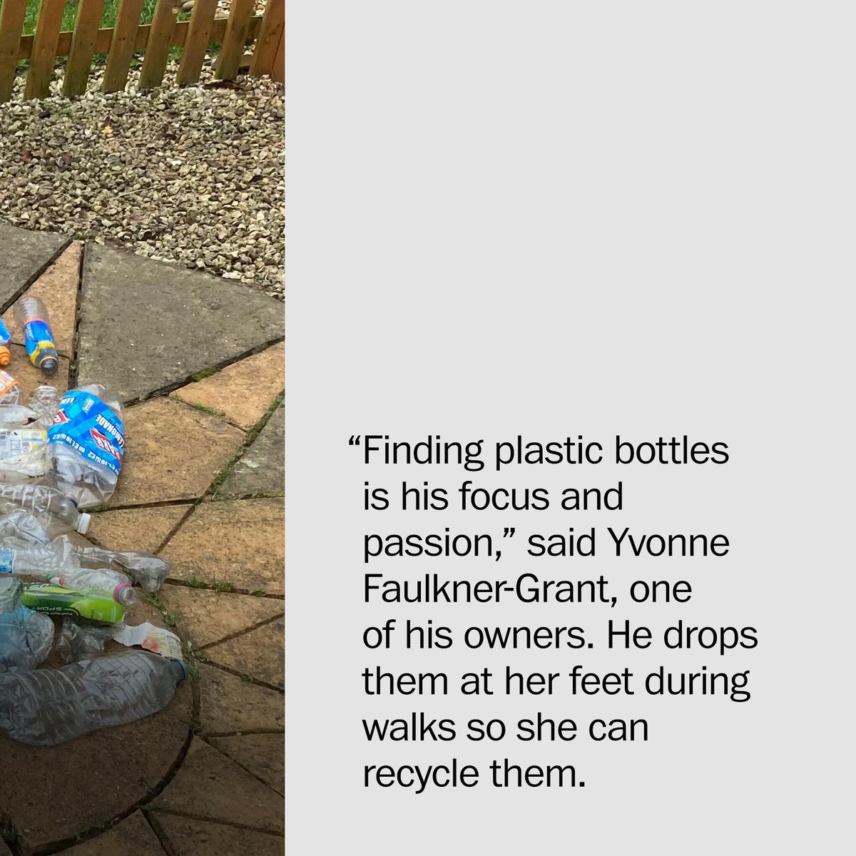 washingtonpost's tweet photo. Yvonne Faulkner-Grant and her husband, David Grant, noticed something unusual about their dog Scruff last year while they would walk.

The 13-year-old border collie started picking up discarded plastic bottles in fields, parks and streets around town. https://t.co/7tE7gMhWnf https://t.co/Wwhqce7kIj