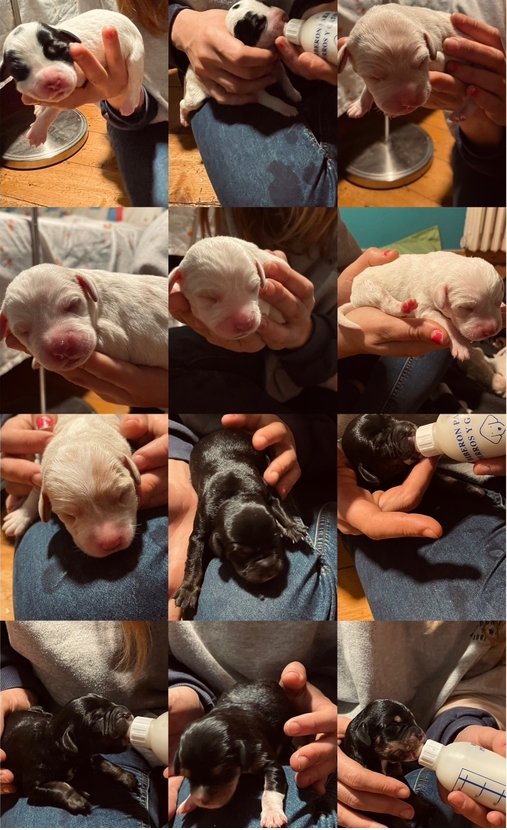 LidiaCubero8's tweet photo. Estos bebés buscan familia. Ayudadnos a encontrársela 🐶🖤🤎🤍 https://t.co/k2bjDQ7TtV