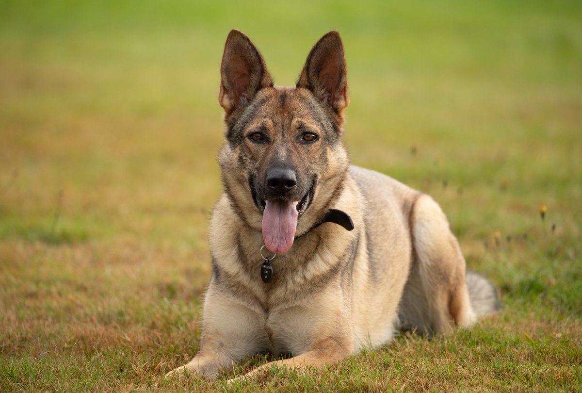 KPTacOps's tweet photo. CAD 22-1513 Vehicle stolen from Burglary. After a pursuit by @KentPoliceSwale -Wilma and her handler see the vehicle and the driver decamps. Wilma and her handler give chase and track the male straight in to the arms of a patrol. Male in custody #NoseDown #HappyChristmas #PdWilma https://t.co/SUZVT7hm5B