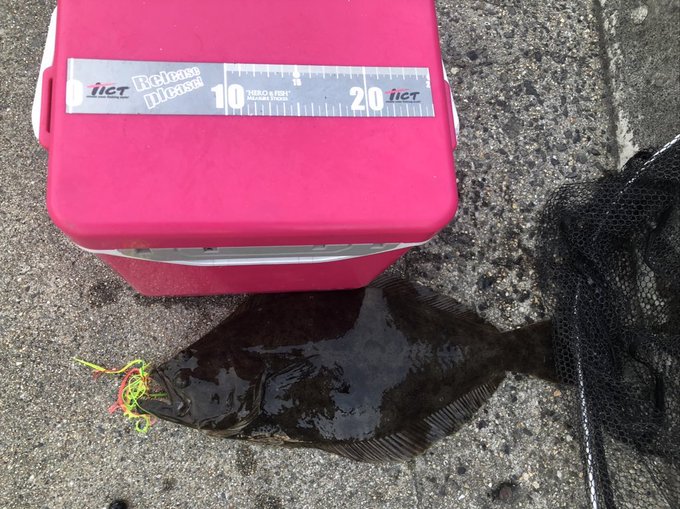 今年は初めて釣った魚種が多かったな 