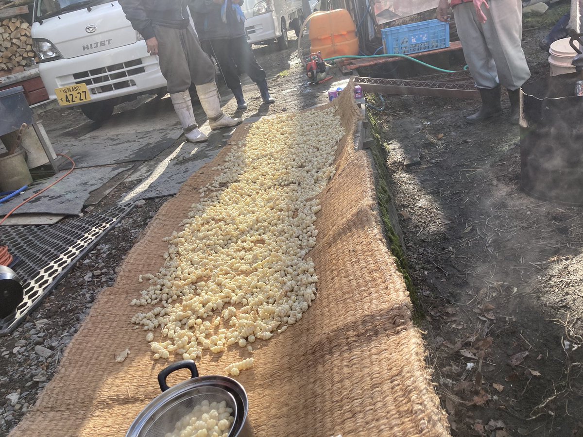 チョロギラボ tweet media