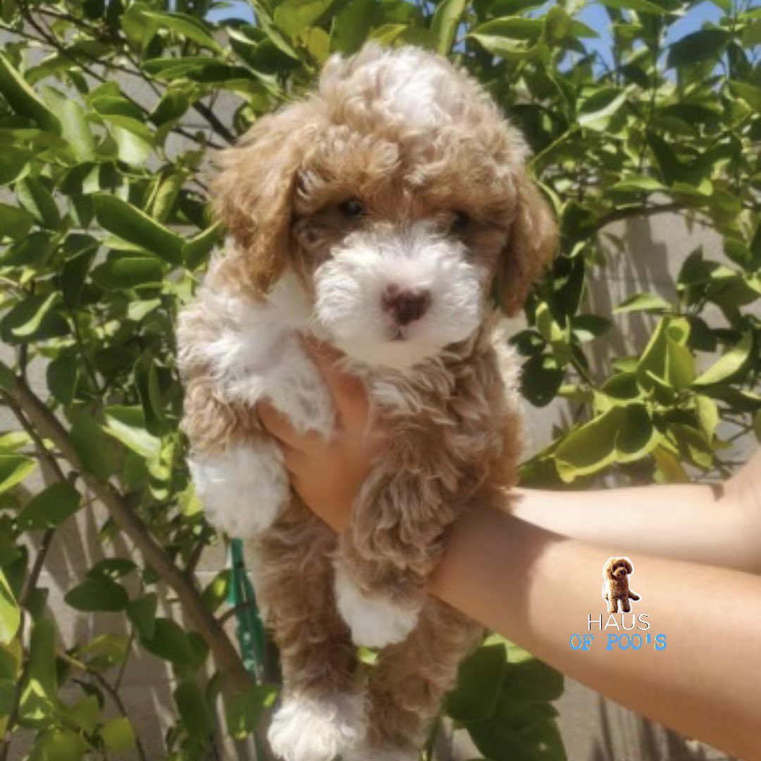 #MiniaturePoodles by #HausofPoos
#PoodlePuppies #PoodlesofTwitter