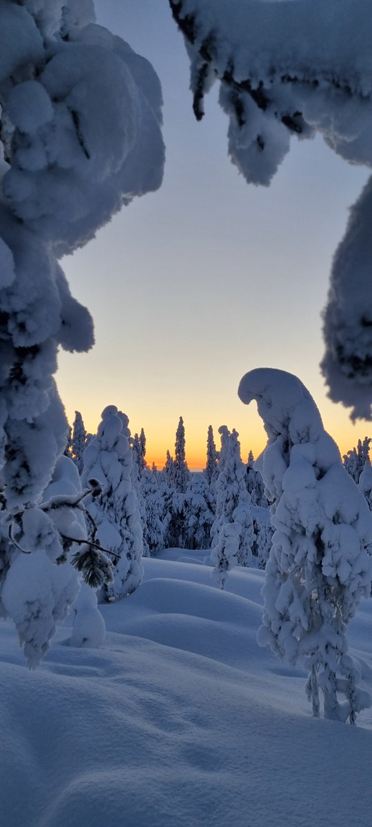 #Sunrise at the #ArcticCircle. #MerryChristmas and #HappyNewYear 2023!  #Finland #Lapland #Rovaniemi #Ounasvaara