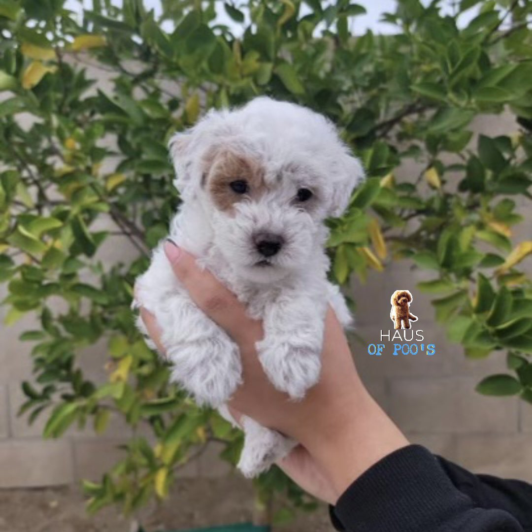 #MiniPoodles by #HausofPoos #MiniaturePoodles #PuppyLove