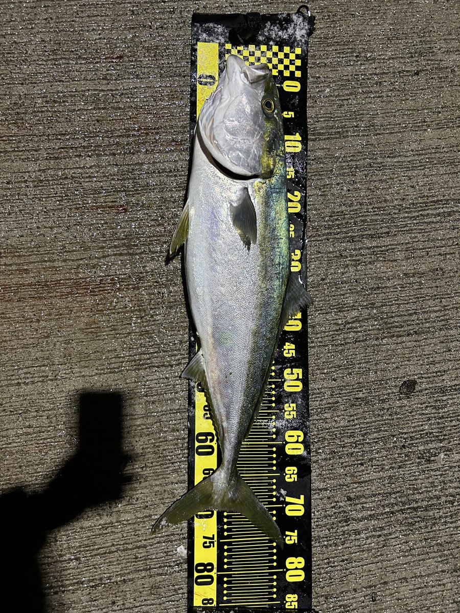 ミノーが大当たりしました!!!!
2人で6本は激アツ笑