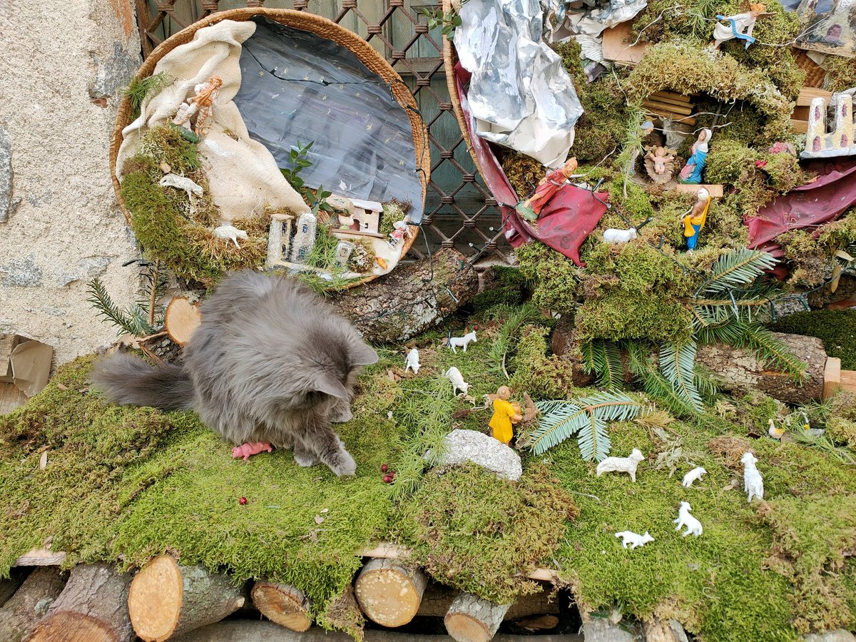_robyb_'s tweet photo. Il Gatto del giorno è quello che fa visita alle pecore nel presepe #Sol_invictus #Solstizio_inverno #FestaPagana #MadreTerra #Stagioni (quando c'erano) #cat #gatto #Dicembre2022 #animals #beautiful #CatsOfTwitter #CatsLover https://t.co/Sn2yO4yLaX