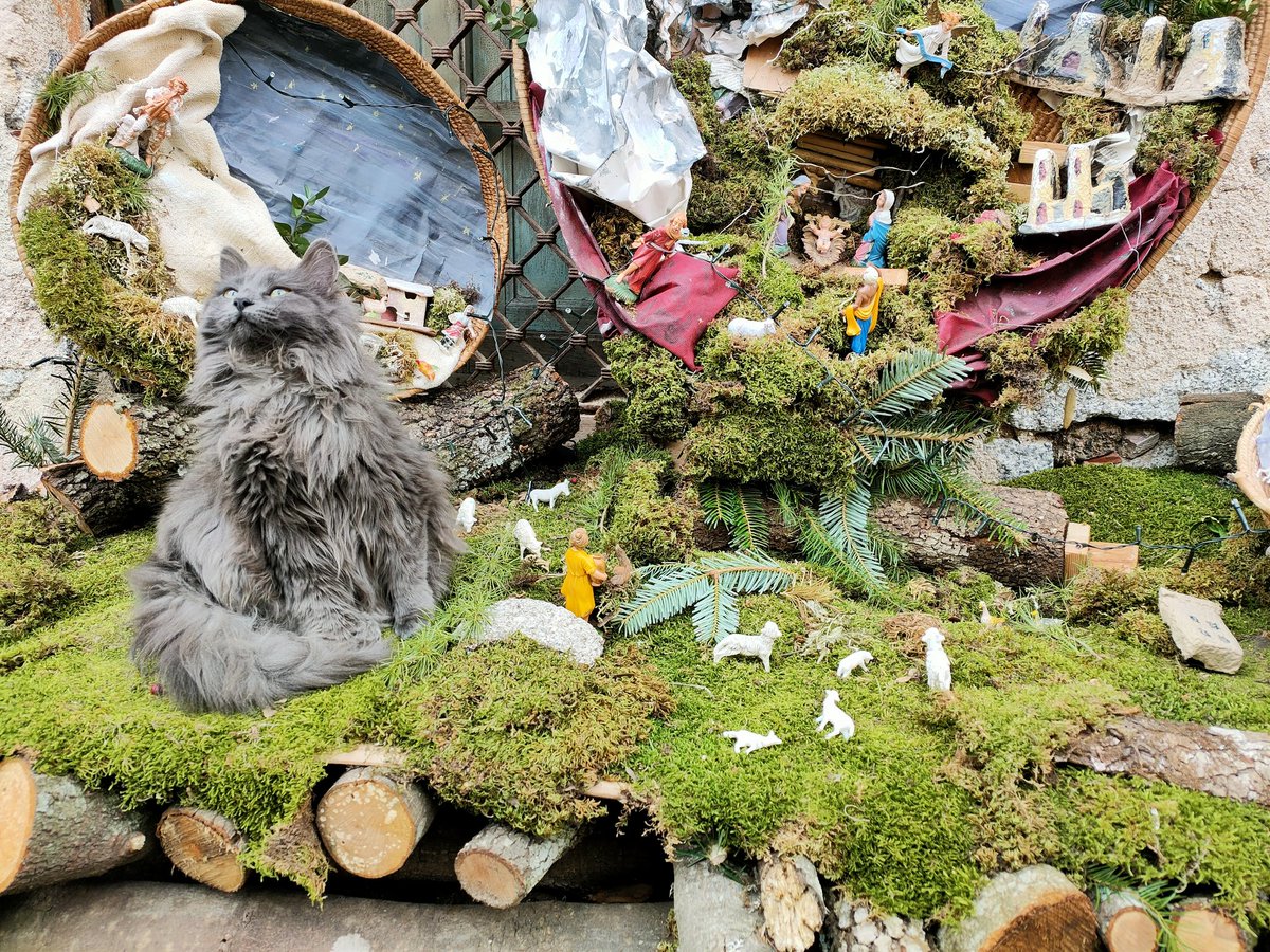 _robyb_'s tweet photo. Il Gatto del giorno è quello che fa visita alle pecore nel presepe #Sol_invictus #Solstizio_inverno #FestaPagana #MadreTerra #Stagioni (quando c'erano) #cat #gatto #Dicembre2022 #animals #beautiful #CatsOfTwitter #CatsLover https://t.co/Sn2yO4yLaX