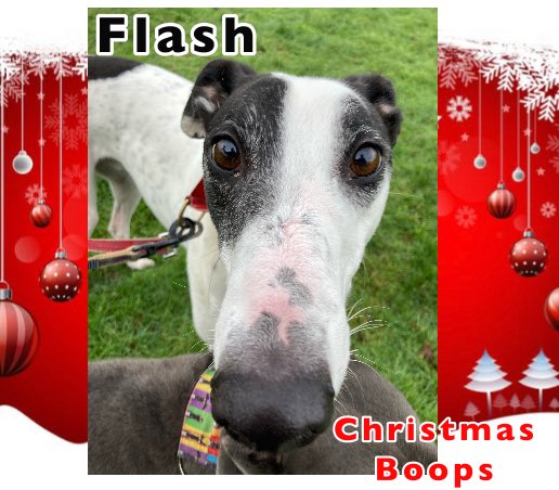 It’s Flash Christmas #Boops 👃🥰💙#FridayFeeling  #Weekend #DogsofTwitter #GreyhoundsMakeGreatPets #AdoptDontShop #FureverHome #Snoots #AdoptMe #SantaPaws #Moohound greyhoundrescuefife.com #AdoptAGreyhound 💕🐾🎄🐶🐮