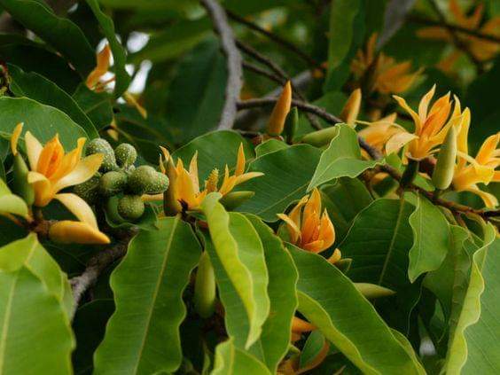 ForestDeptWB's tweet photo. Trees of Bengal- Champaca or Champak
To read more:https://t.co/tSySkN1rTA
.
.
.
.
.
#westbengalforestdepartment
#governmentofwestbengal #champak #champaca #treesofbengal #treesofinstagram #flowertree #flowersofinstagram #magnoliachampaca https://t.co/JuqgXpsdua