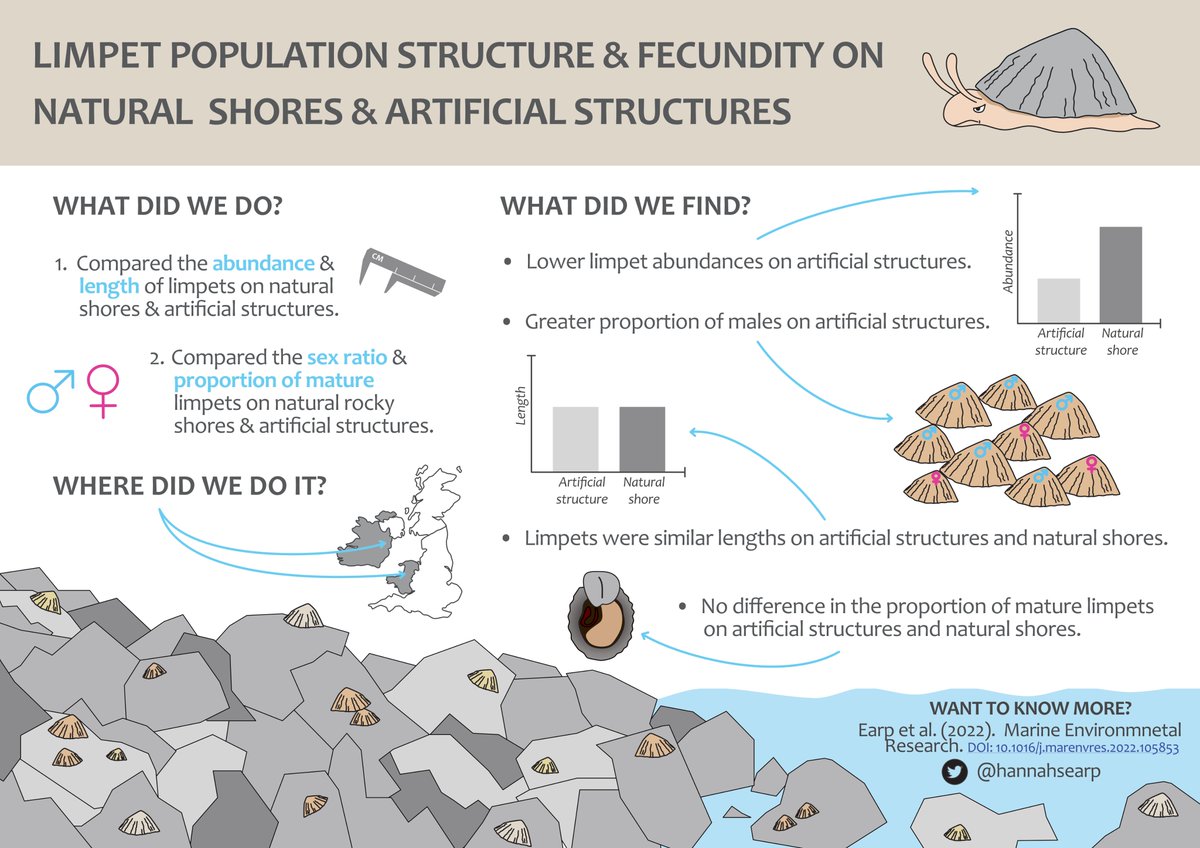 Exciting pre-Xmas news 📢📢 Our @ecostructure_ research investigating the structure & reproductive potential of limpets on natural shores & artificial structures in the Irish sea has been ACCEPTED FOR PUBLICATION🌊🐚📊

#limpet #artificialhabitat #coastaldefense #marineresearch