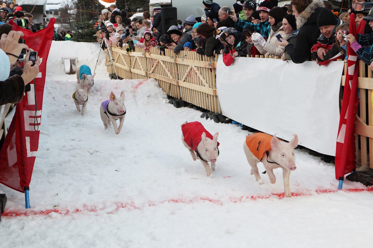Saugut: das traditionelle Hotschrennen in Klosters am Neujahrstag! Acht Säuli treten gegeneinander an, es gibt Tombola, Videowand und sogar einen Live-Kommentator!🐖 Mehr Infos: davos.ch/informieren/ne… <a href="/DavosKlosters/">Davos Klosters 💛💙</a> <a href="/MySwitzerland_d/">Schweiz Tourismus</a> #ineedswitzerland