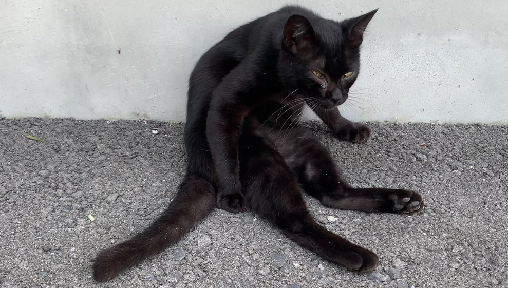 YouTubeを更新しました〜！！
ペロペロ/licking
youtu.be/ngDZxS0m-20
#cat #野良猫　#猫　#猫好きさんと繋がりたい
#straycat