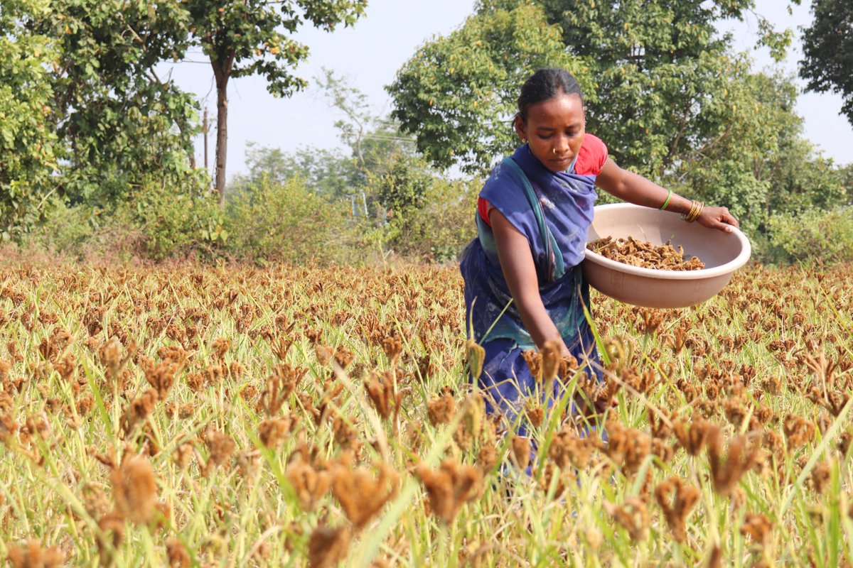 harshatrust's tweet photo. In the last 20 years, we have reached around 2 lakh farming households in 55 blocks of Odisha, with the mission of livelihood enhancement of rural marginal farmers. Wish you a Happy Farmers’ Day.
#harshatrust #farmersday2022 #livelihoodenhancement #marginalfarmers https://t.co/Mj2jN1mpb7