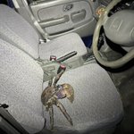 真夜中に運転席に座ったらまさかのヤシガニ!いろいろ危ないｗ