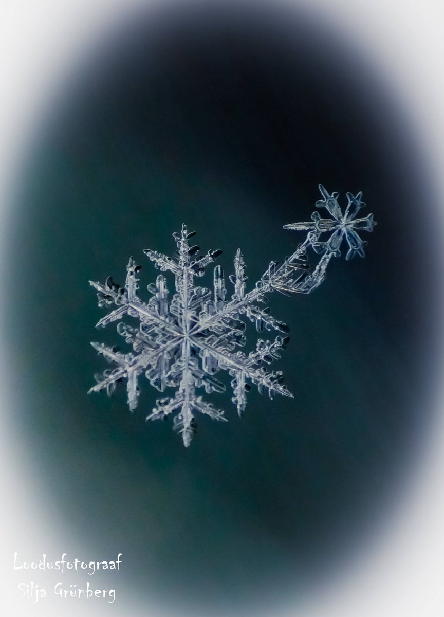 SiljaFoto's tweet photo. Real snowflake ❄️
20.11.2022
Estonia 🇪🇪
Nikon coolpix B500
instagram : @silja_photography
#snowflakephotography #realsnowflake #snowcristals #snowflakeofestonia #snowflakes #snow #snowflakemacro #macrosnowflake #macrosnowflakes https://t.co/JhcPVjsOnd