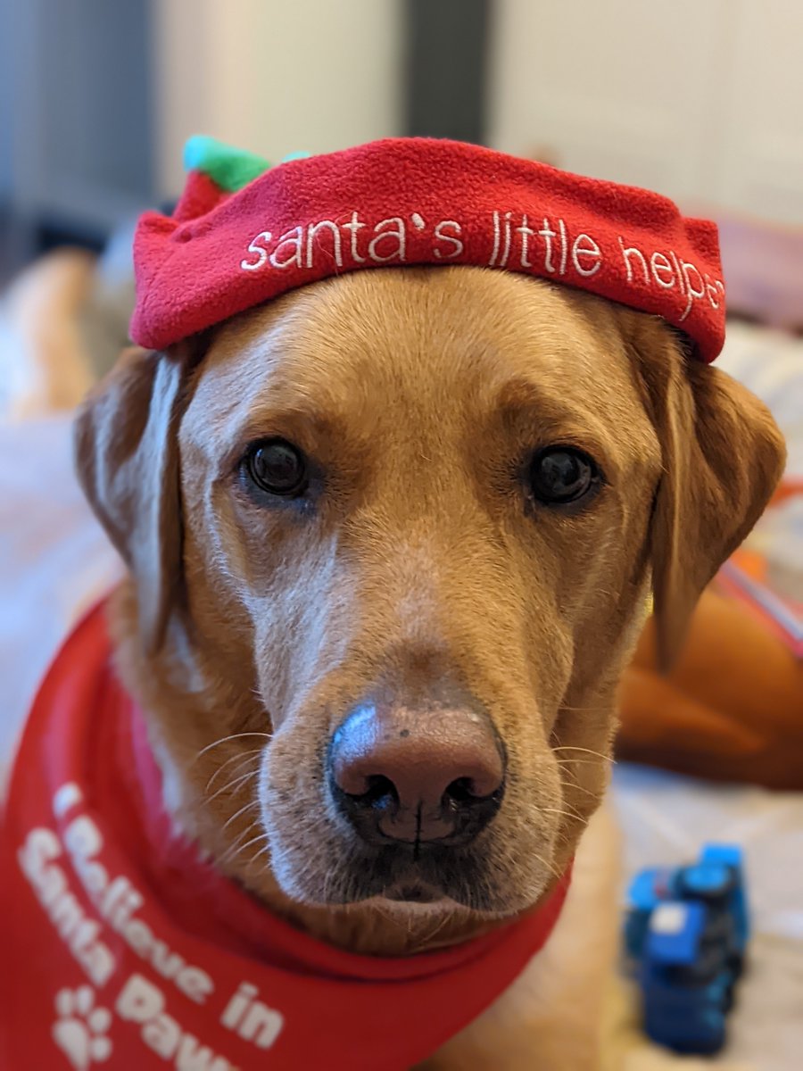 ClaireSmithSim1's tweet photo. @itsdougthepug Monty is debating which hat looks best but he's definitely ready for the big day 🎅🐾🐶 https://t.co/9Ubuii5hVc