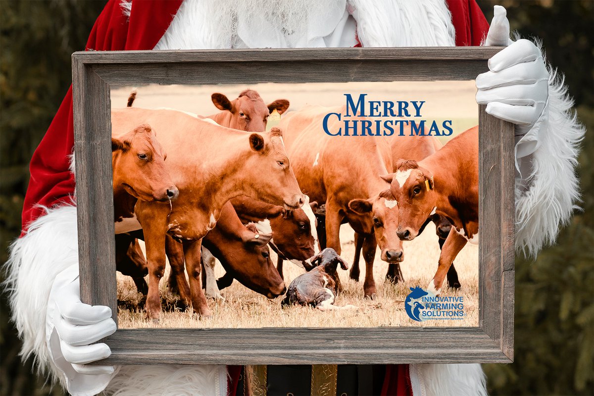 IFS would like to wish everyone a happy &amp; safe Christmas. We thought it was very fitting to showcase a new born calf this year as Christmas is an annual festival commemorating the birth of Jesus Christ. The lovely photo is of Hamilton's Run - Australian Red Dairy Breed