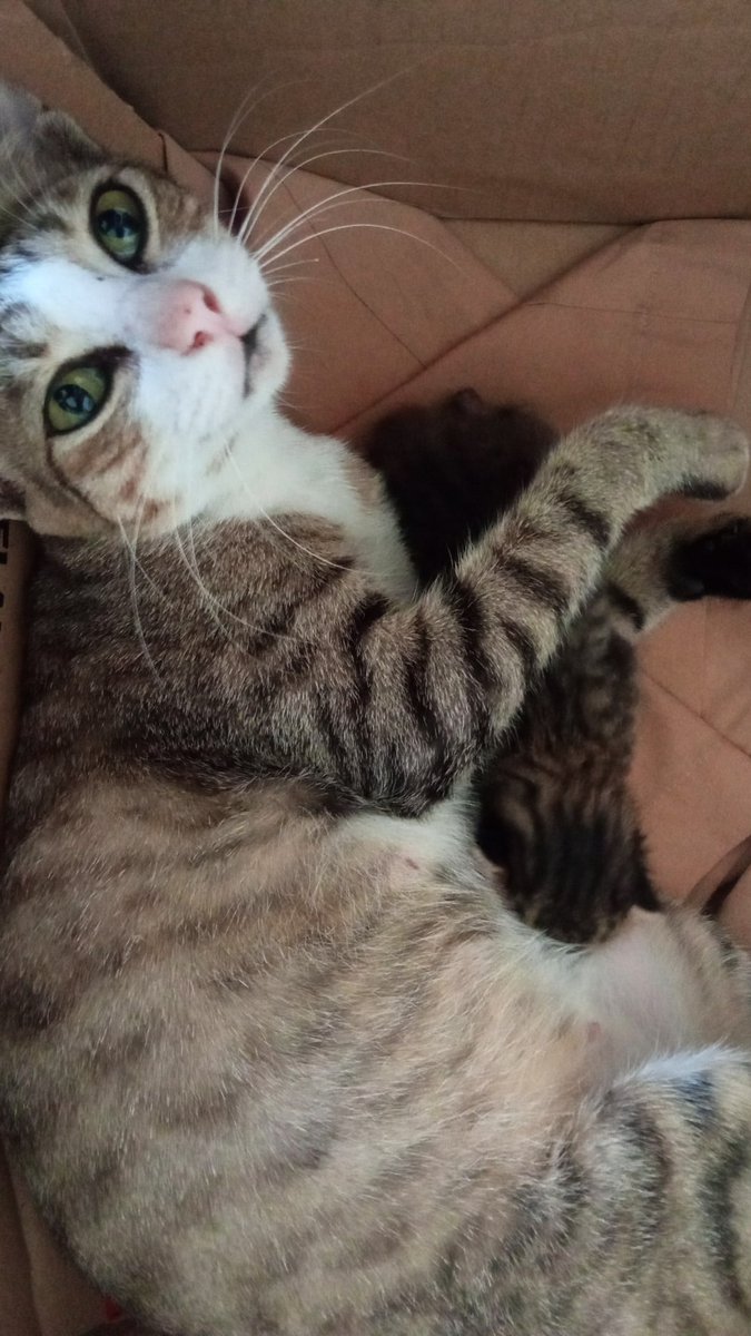 miamordean's tweet photo. @Askrlfess aku sih 3 anak, skrg anak ku udh punya anak lagi nder. Ini anak sulungku dan anaknya 🥰🥰🥰 https://t.co/qbcO2jtUO9