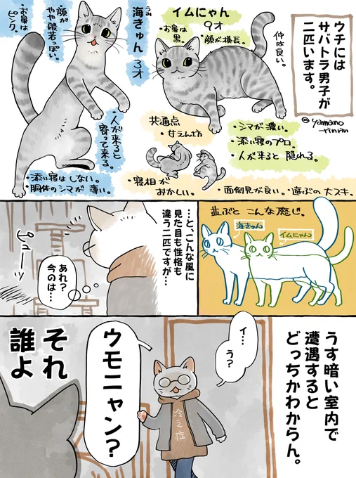 #今日の山野絵
ウチにはサバトラ男子が二匹います。

…多頭飼いでただでさえ名前が大混乱なのに💦 