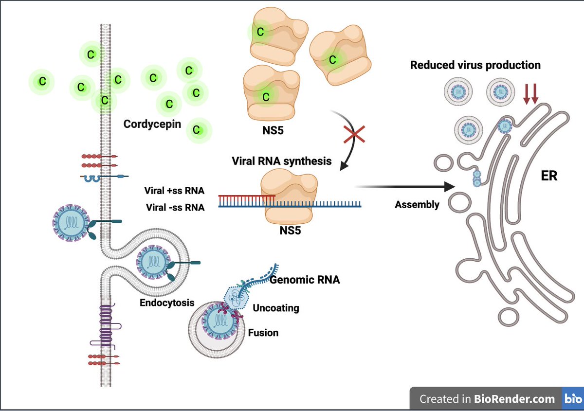 Molecules_MDPI's tweet photo. #HighlyCitedPaper #HighlyAccessedPaper
Cordycepin Inhibits Virus Replication in Dengue Virus-Infected Vero Cells
By: Pa-thai Yenchitsomanus, et al.
👉https://t.co/MrcVwELslH
📌#bioactivecompound #cordycepin #cordycepsextract #denguevirus #antiviralactivity
@ChemMatSci_MDPI https://t.co/DTHLuPz84S