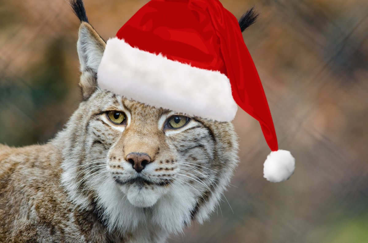 HumSnowy's tweet image. #humtwt
i t ' near ly chrisma !! yaya!!"!