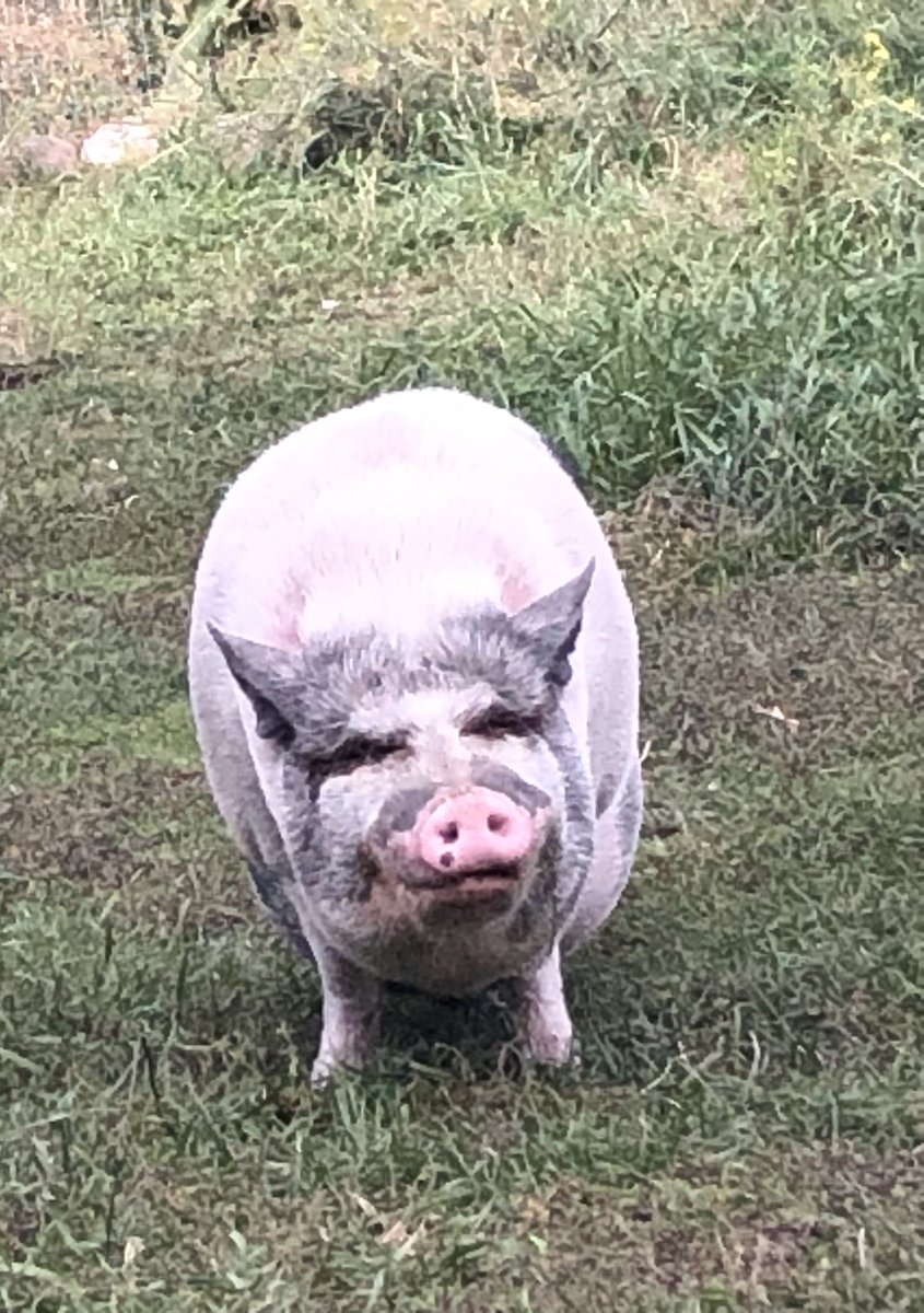 Mhelky02's tweet photo. Picture of pig https://t.co/JjAR7aLIpk