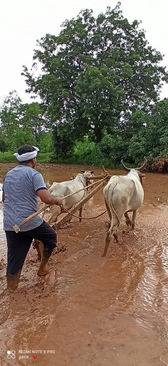 AnantPatel1Mla's tweet photo. ખેડૂત જગતનો તાત છે, દેશનુ પોષણ હોય કે દેશની આર્થિક પ્રગતિ ખેડૂતોને આભારી છે. 'રાષ્ટ્રીય ખેડૂત દિવસ' નિમિતે દેશના સૌ ખેડૂતોને નમન....
#NationalFarmersDay #nationalfarmersday2022 https://t.co/kWOqmnWHox