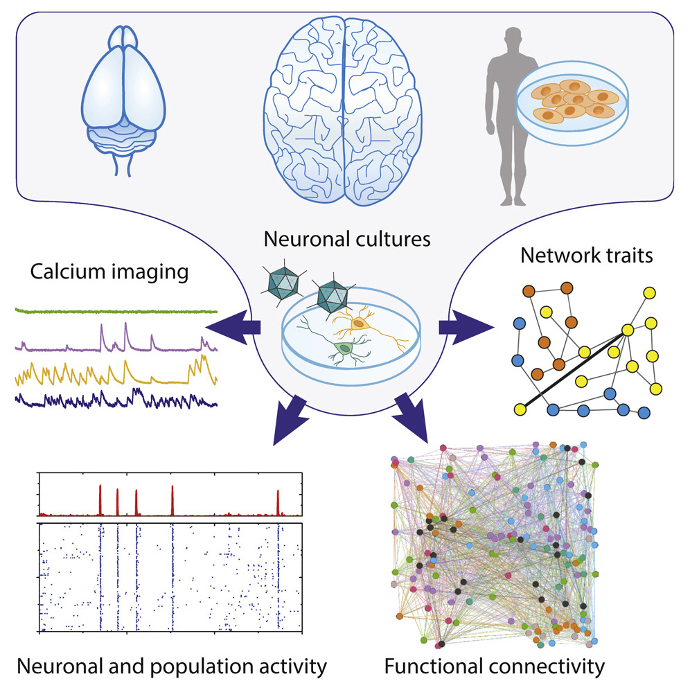 UB_ICS's tweet image. La reprogramació cel·lular permet generar xarxes neuronals que reprodueixen característiques úniques de les cèl·lules humanes.

Article molt interessant publicat a Stem Cells on han participat investigadors del @UB_ICS. 

Per saber més: bit.ly/3PVvNAU