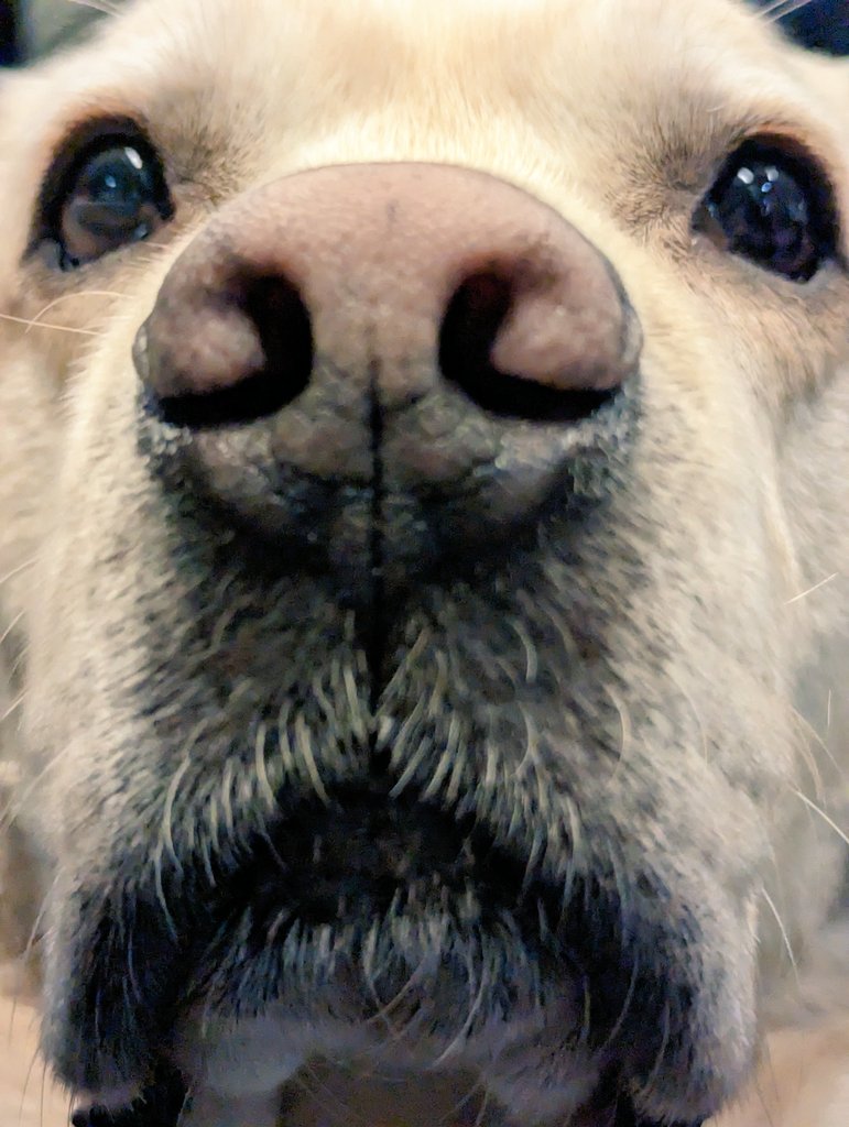 Assistance Dog Ziggy 🇬🇧🐾 tweet media