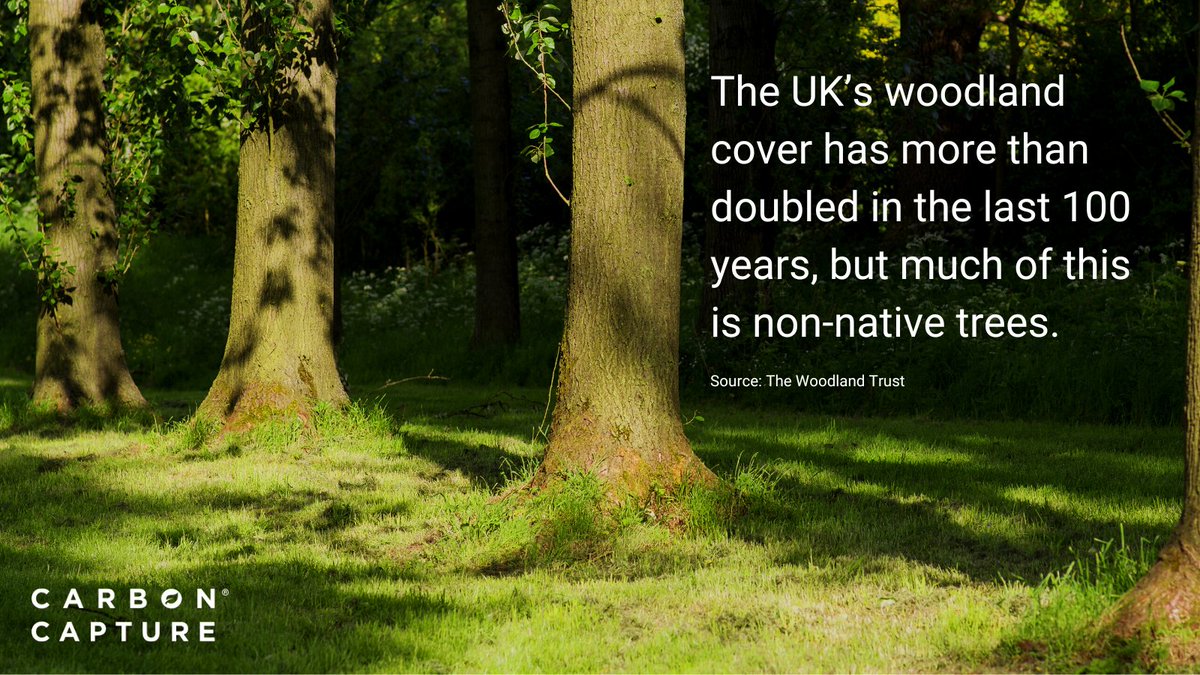 The importance of having native woodland is often overlooked🌳

@WoodlandTrust - 'Native wildlife depends on native plant and tree species like the English oak - without them they wouldn't be able to sustain themselves.'

#carboncapture #nativetrees #livinglegends