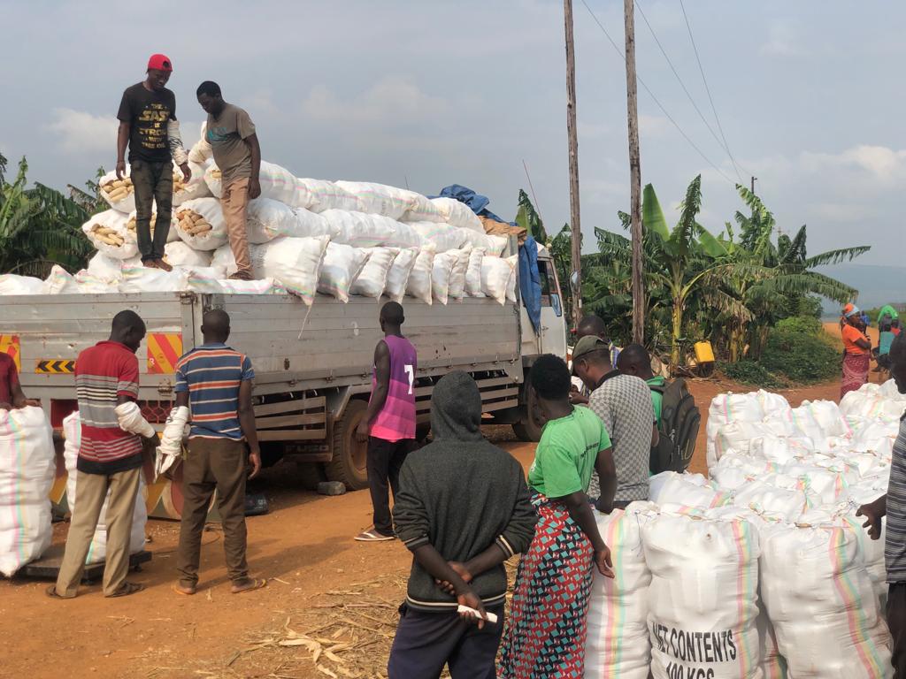 MajyambereJdieu's tweet photo. Now the wait is over! Umusaruro w'ibigori 2022C, #Nasho #NAICO ahantu ho guhahira guhera mu mpera zuyu mwaka, @RwandaAgri @RwandaAgriBoard @KireheDistrict  @NzirabatinyaMo4 @Radiorwanda_RBA @Radiotv10rwanda https://t.co/nLgnrSoxxV