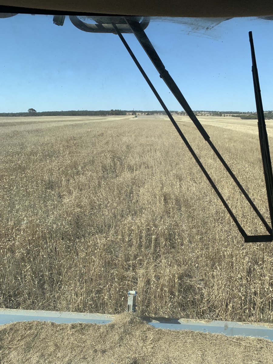 I can hear the fat lady and the kangaroos singing #harvest2022