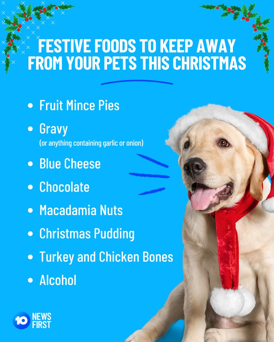 10NewsAU's tweet image. Christmas is the time of year to share with your loved ones, especially your pets. However, vets are urging you to be especially mindful of what you give them this holiday season.