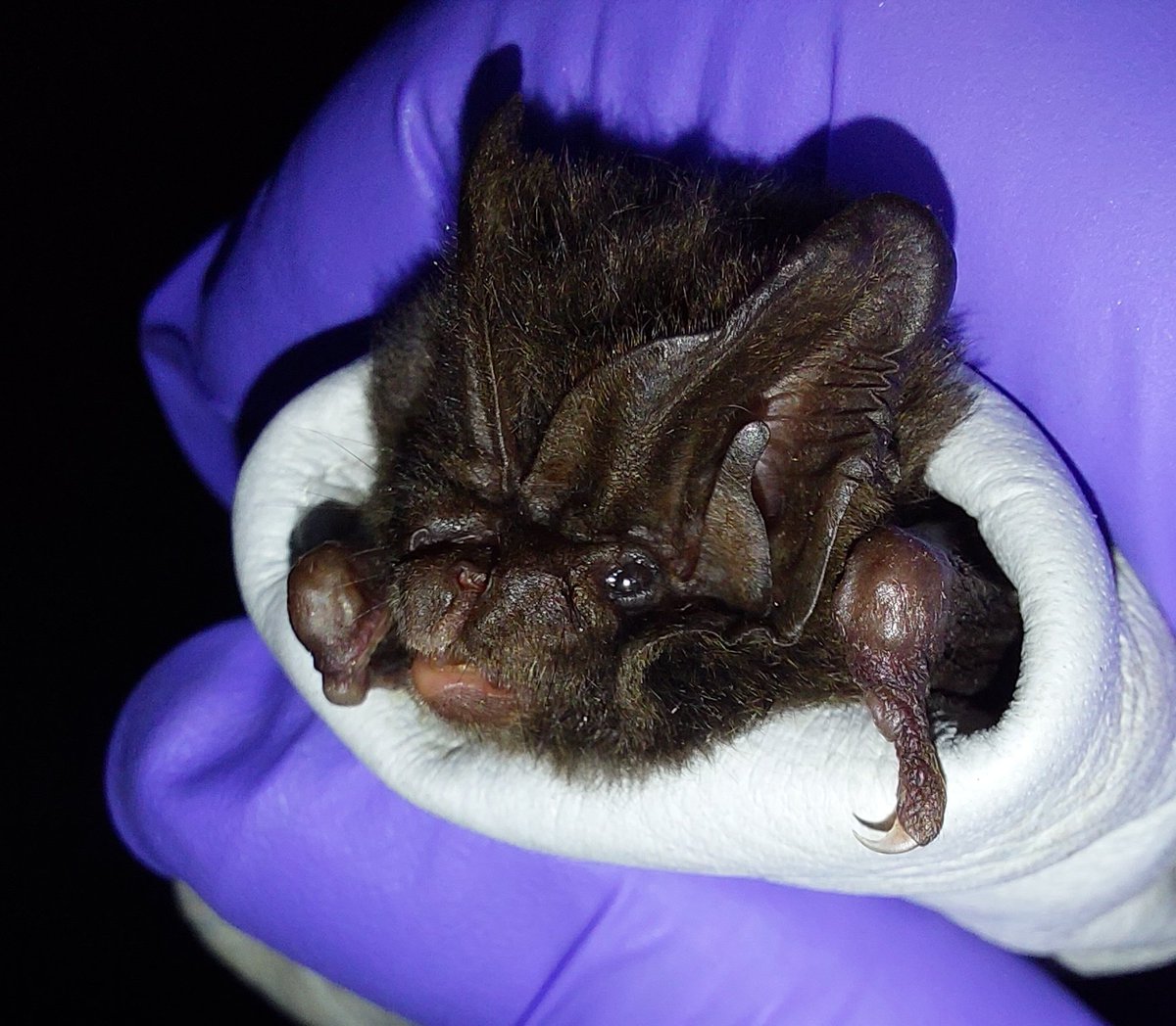 Deadline 9th Jan for funded PhD on #bats, #shrews and #hedgehogs controlling insects in orchards and vineyards in UK with @DrWamonje and @AvalonFresh, @everflyht and @EcotypeGenetics. (International applications welcome). Info here: southcoastbiosciencesdtp.ac.uk/project/can-fr… @SoCoBioDtp
