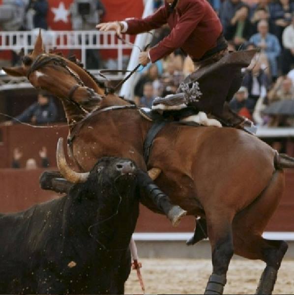 samafrance's tweet photo. Le taureau n’est pas le seul animal à souffrir dans l’Arène : des centaines de chevaux meurent de mort longue et atroce alors qu’ils sont attaqués par le taureau fou de douleur.
Les chevaux, forcés de faire partie de la tuerie, seront blessés à mort par les taureaux tourmentés. https://t.co/sGZGDJRrUx
