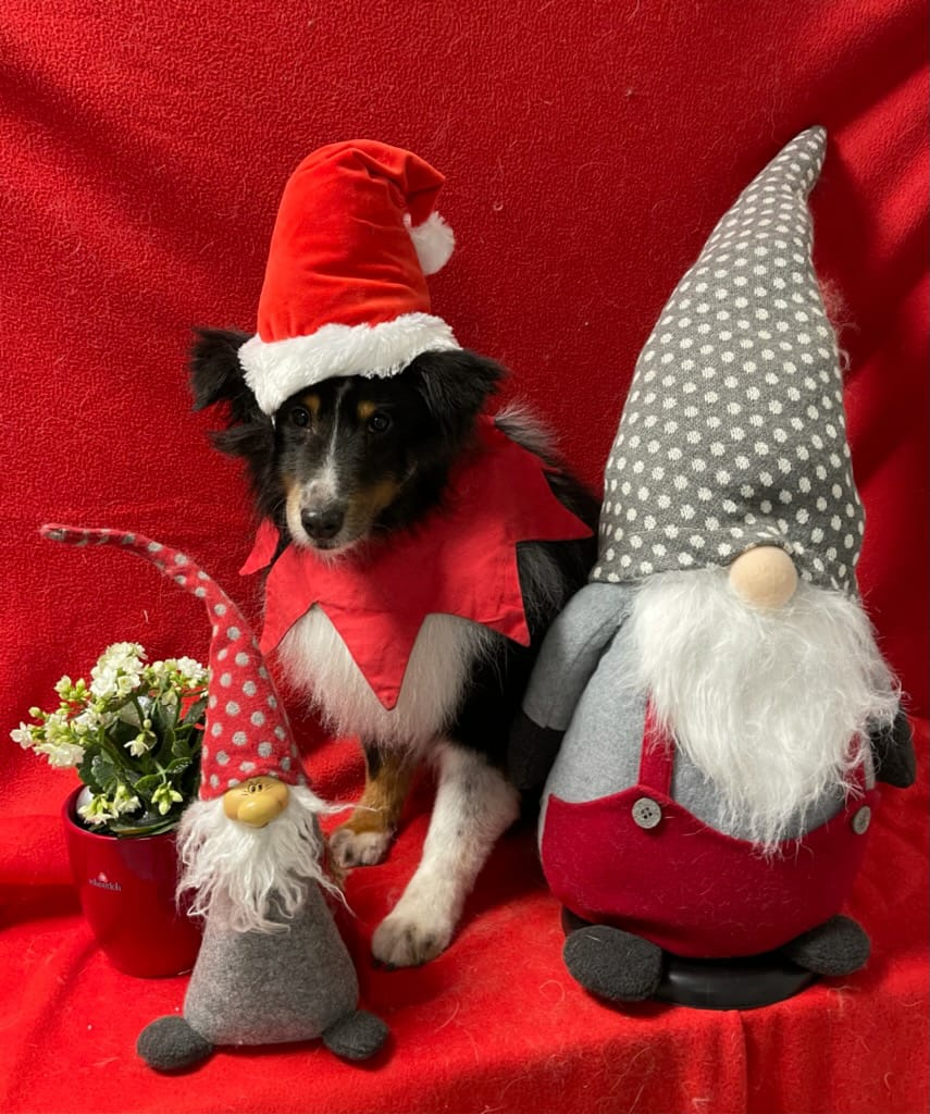 Mikke palvelijoineen toivoo kaikille mukavaa ja rauhallista joulua.🌲