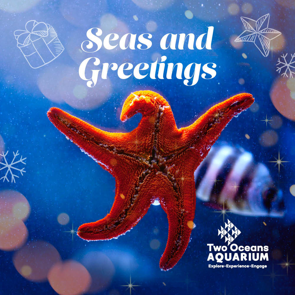 2OceansAquarium's tweet photo. The stars are out! ⭐🎄 

We're open every day over the long #Christmas weekend - the perfect outing for any family! Don't forget to get your tickets online to skip our ticket office queues - LINK IN OUR BIO. https://t.co/tD46yVo1ep