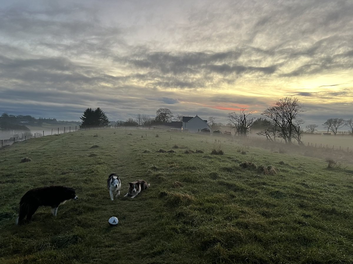 bedlam_g's tweet photo. Misty sunset! #bordercollies #ayrshire #Scotland https://t.co/8Vhc2B7yKL