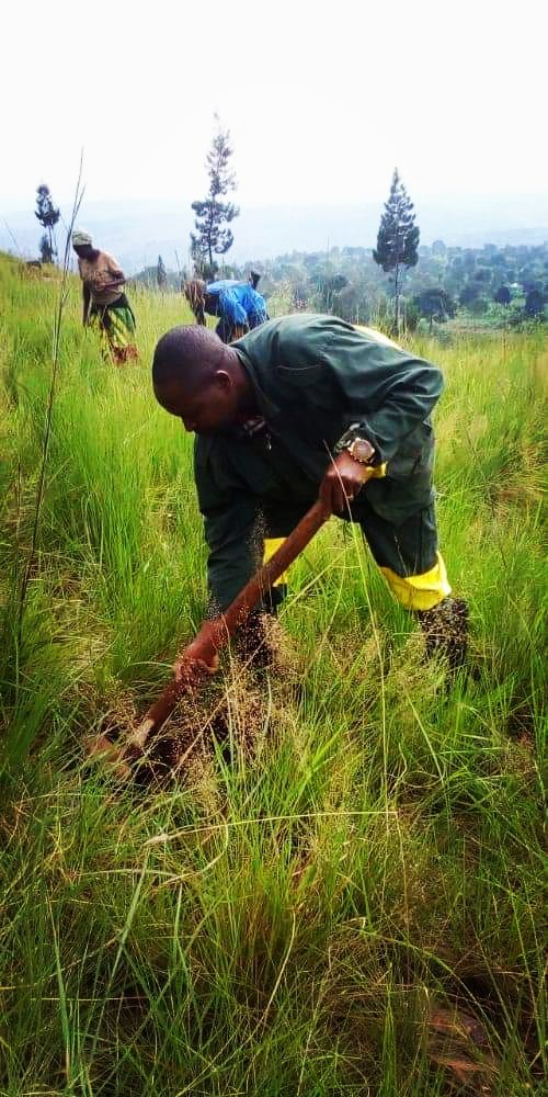 MagazineJimbere's tweet photo. 🌳 10.000 plants d'arbres (#callitris et #eucalyptus) ont été repiqués ce 22/12/2022 sur les collines #Kwibuye (commune #Muyinga) et #Mugano (commune #Giteranyi) en @MuyingaProvince, dans le cadre du projet "Ewe #Burundi Urambaye" https://t.co/tdKocD5cre
#environnement https://t.co/JuQSdA75aS