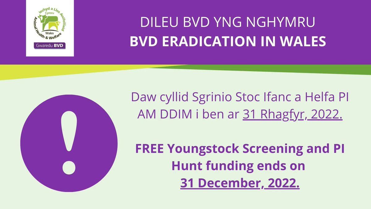 GwareduBVD's tweet photo. ❗️Current funding for free Youngstock Screening and PI Hunt funding comes to an end on 31 December 2022.
Gwaredu BVD recommends that the whole industry continues to test their herds in order to retain the gains made in eradicating BVD from Wales.
#bvdfree #wales https://t.co/KgRaTd3jSY